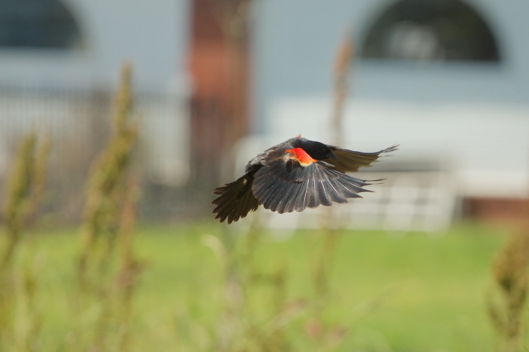 red winged blackbird 2